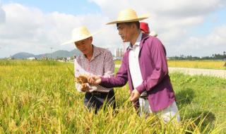 一亩水稻可以产多少斤大米 水稻亩产多少斤